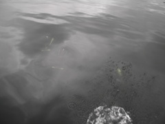Phocoenoides dalli dalli