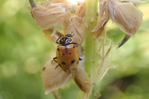 iNaturalist observation photo of Convergent Lady Beetle