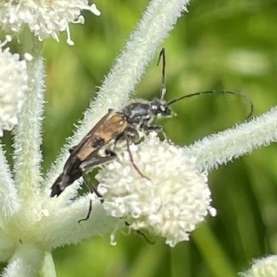 iNaturalist observation photo of Etorofus propinquus