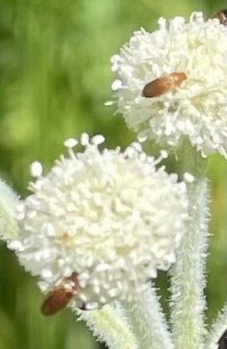 iNaturalist observation photo of Beetles