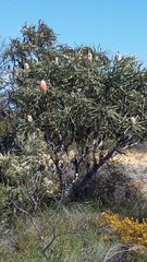 Banksia prionotes