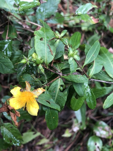 Cedarglade St. Johnswort (Hypericum frondosum)