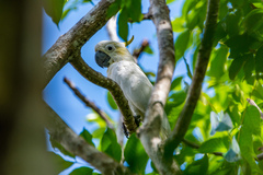 Cacatua sulphurea