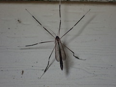 Bittacomorphinae