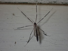 Bittacomorphinae