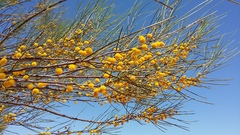 Acacia scirpifolia