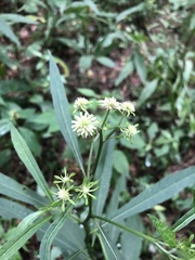 Verbesina walteri