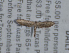 Euacidalia brownsvillea