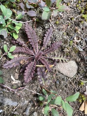 Pedicularis labradorica