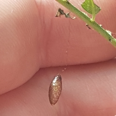 Meteorus pulchricornis