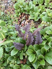 Pedicularis labradorica