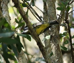 Falcunculus frontatus