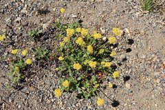 Eriogonum marifolium