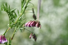Vicia megalotropis