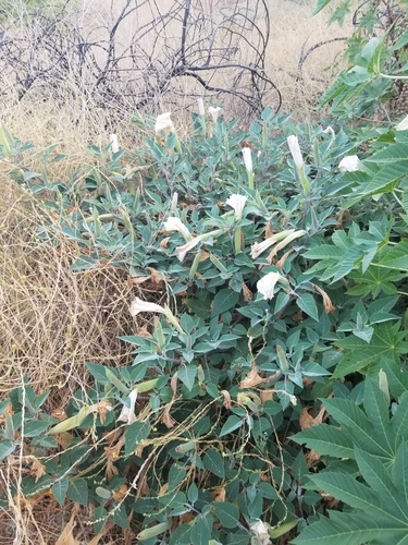 photo of Sacred Datura (Datura wrightii)