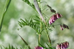 Vicia megalotropis