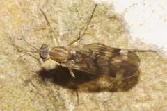 Sylvicola notatus