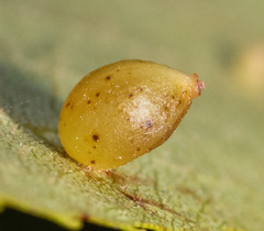 Caryomyia leviglobus