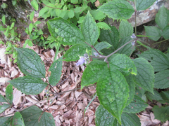 Clematis heracleifolia