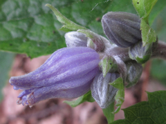 Clematis heracleifolia