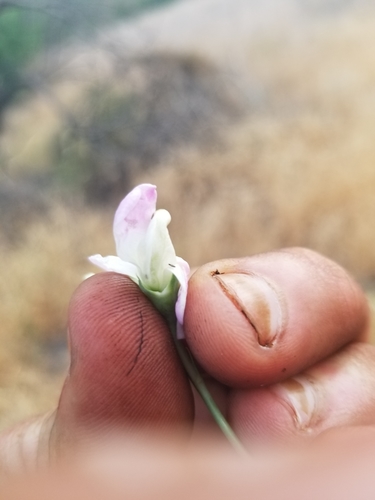photo of Broad-leaved Sweet Pea (Lathyrus latifolius)
