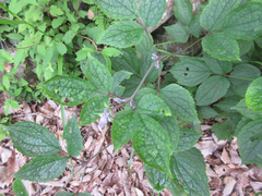 Clematis heracleifolia