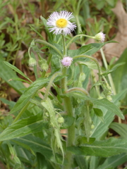 Erigeron pulchellus