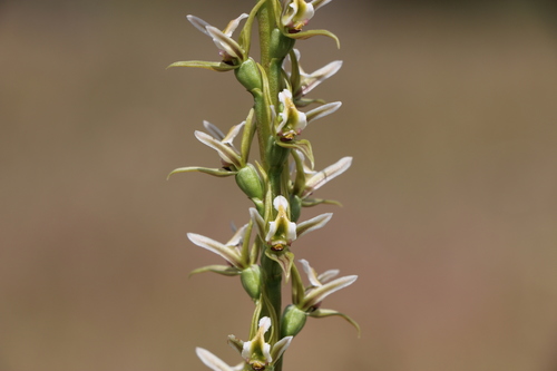 Prasophyllum hygrophilum thumbnail