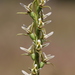 Prasophyllum hygrophilum - Photo (c) Libby Woodward,  זכויות יוצרים חלקיות (CC BY-NC), הועלה על ידי Libby Woodward