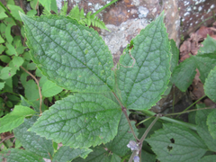 Clematis heracleifolia