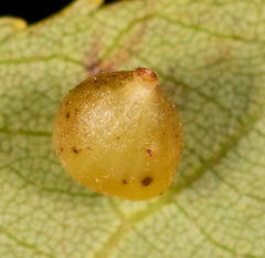 Caryomyia leviglobus