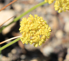 Eriogonum marifolium