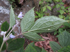 Clematis heracleifolia