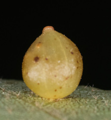 Caryomyia leviglobus