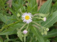 Erigeron pulchellus
