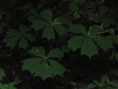 Rodgersia podophylla