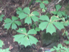 Rodgersia podophylla