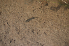 Eucyclogobius newberryi