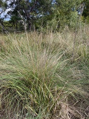 Poa poiformis