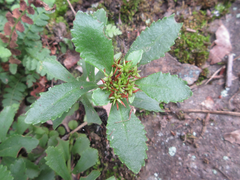 Phedimus kamtschaticus