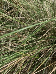 Poa poiformis