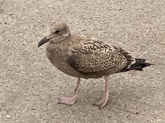 Larus argentatus