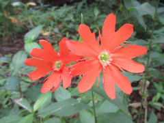 Silene fulgens