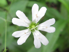 Silene seoulensis