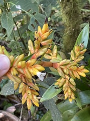 Guzmania multiflora