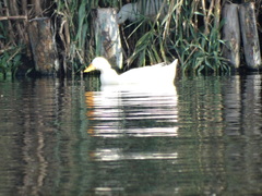 Anas platyrhynchos domesticus