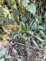Guzmania multiflora