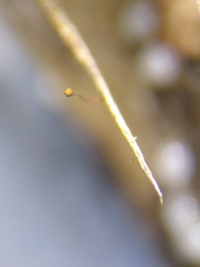 Cribraria microcarpa