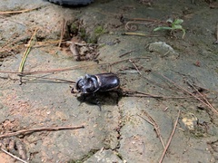 Trichogomphus mongol