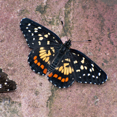 Chlosyne melitaeoides